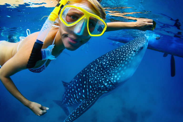 Cebu: Oslob Whale Sharks, Tumalog Falls & Monkey Sanctuary Oslob Whale Sharks, Tumalog Falls & Monkeys – Small Group