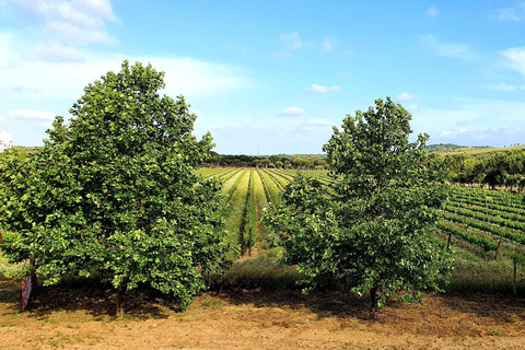 Herdade Canal Caveira - Winery Visit 4 Red's Wines & Tapas