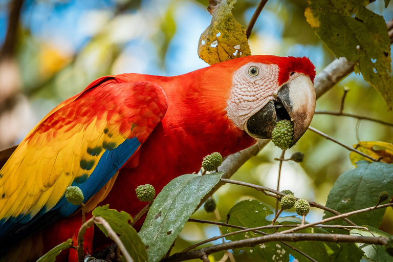 Parque Nacional de Carara: Paseo guiado Carara Costa Rica Naturaleza