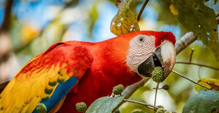 Carara National Park: Guided Walk Carara Costa Rica Nature | GetYourGuide