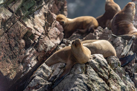 Von Lima aus: Ballestas Inseln, Huacachina und Wein Tour