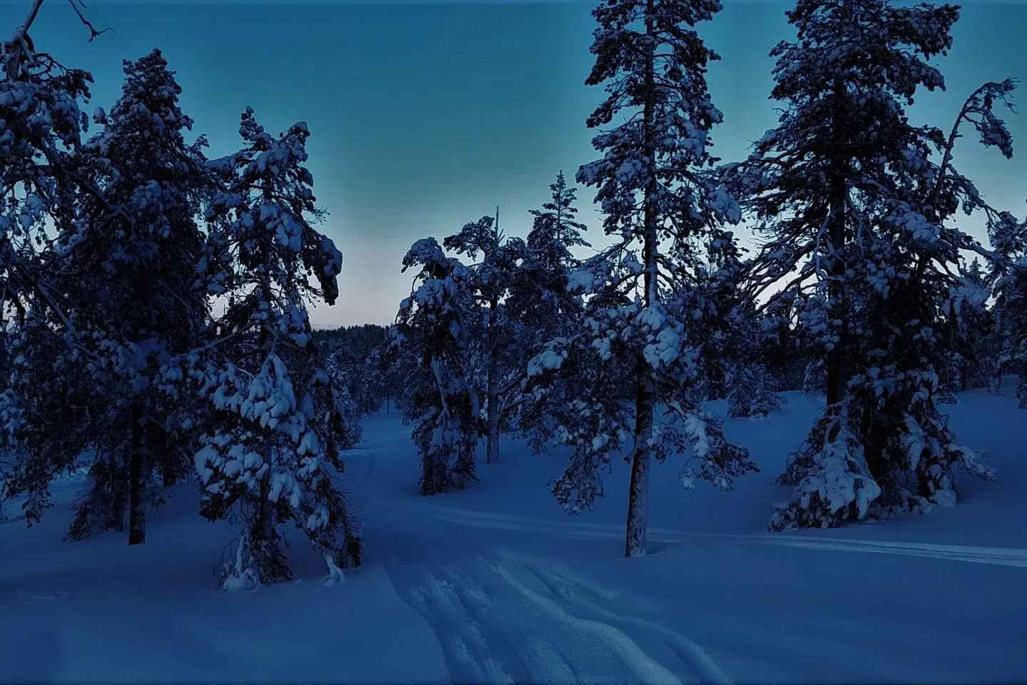 Rovaniemi: Aurora Hunting Tour in the Forest with Hot Drinks