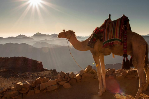 Hurghada: Paseo en camello por el mar y el desierto con cena, espectáculo y observación de las estrellasHurghada: 2 horas de paseo en camello solamente