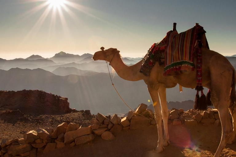 Hurghada: Giro in cammello nel mare e nel deserto con cena, spettacolo e osservazione delle stelleHurghada: solo giro in cammello di 2 ore