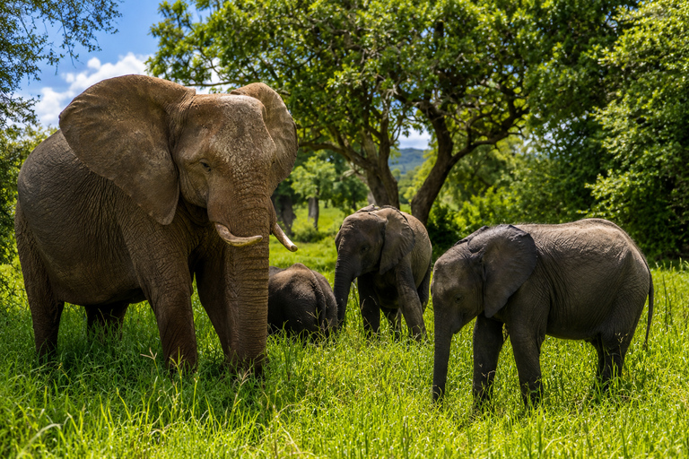From Arusha: 2-Day Lake Manyara & Tarangire Safari