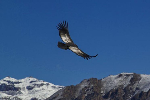 Arequipa: Colca Canyon Excursion and Transfer to Puno