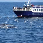 Reykjavík: Crociera per avvistare le balene e la vita marina