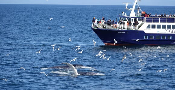 Reykjavík: Whale Watching and Marine Life Cruise