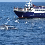 Reykjavík: Whale-Watching-Bootsfahrt und Meeresleben