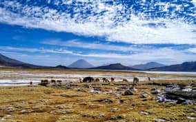  - Canarie.it