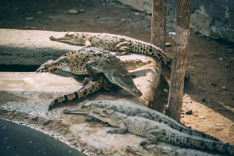 From Tumbes: Puerto Pizarro Mangrove and Islands Boat Tour