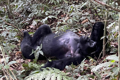 Uganda: 3-dagars äventyr med spårning av gorillor