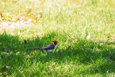 Half-Day Birdwatching in Buenos Aires