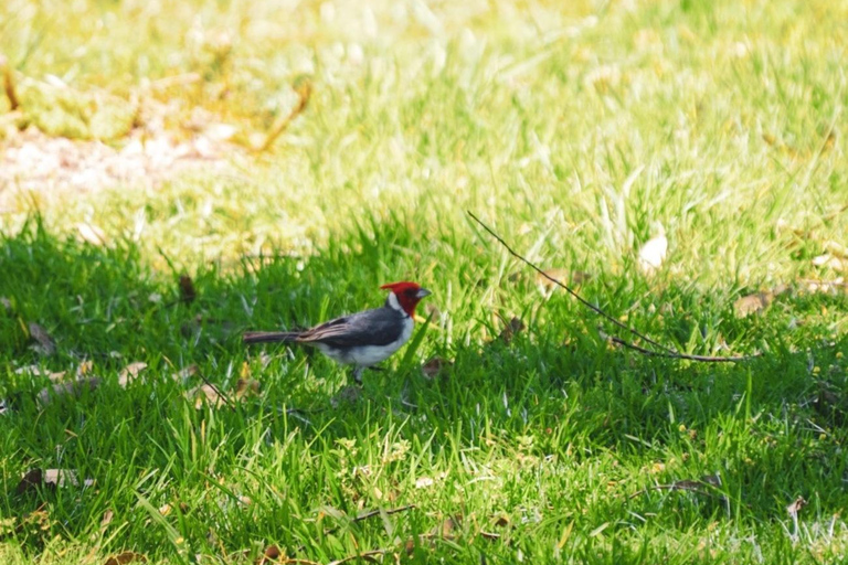 Half-Day Birdwatching in Buenos Aires