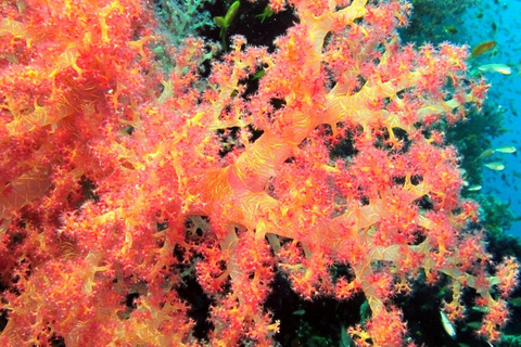 Private: Punta Cana: Reef Diving Adventure with Hotel Pickup