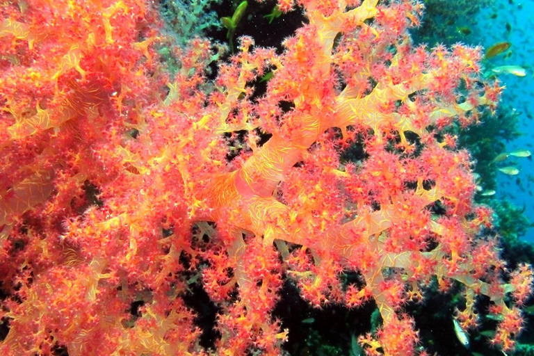 Private: Punta Cana: Reef Diving Adventure with Hotel Pickup