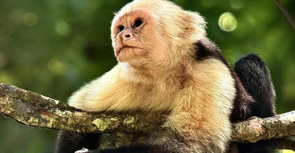 Manuel Antonio National Park Monkey Tour