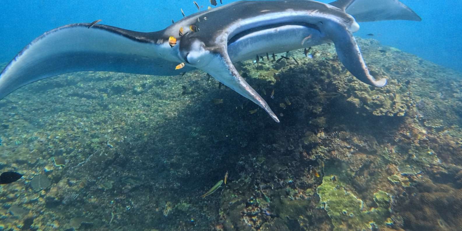 Bali/Nusa Penida: Manta Point Snorkeling & West Coast Tour