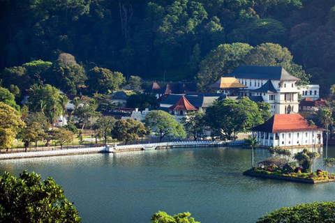 Kandy: Tea Museum, Temple, Bird Park & Dance Show Tour