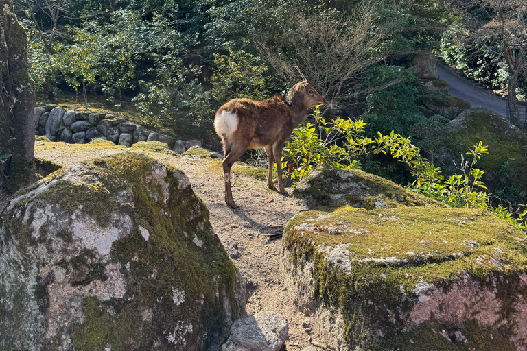 Sacred Miyajima: Journey to the Floating Torii