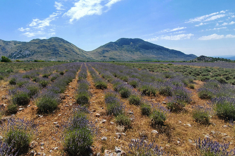 Excursion d'une journée à Shkodra et Mrizi i Zanave depuis Tirana/Durres/GolemEXCURSION D'UNE JOURNÉE À SHKODER AU DÉPART DE TIRANA