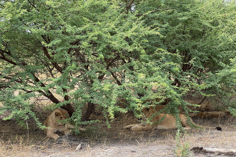 Victoria Falls: Zambezi National Park Safari Transfer