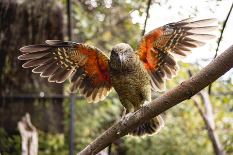 Queenstown: Ingresso para o Kiwi Park