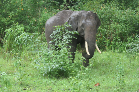 Bangalore to Mysore Day Tour With Guide and stay option Bangalore to Mysore Day Tour With Guide and stay option