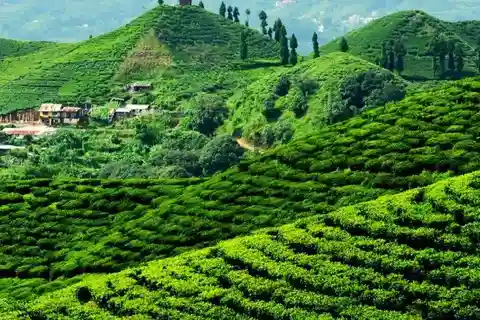 Ilam: 7-Day Luxury Tea Garden Stay in Illam