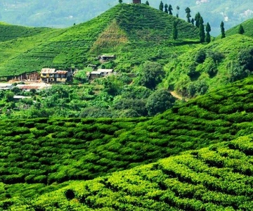 Ilam: Soggiorno di 7 giorni in un giardino del tè di lusso a Illam