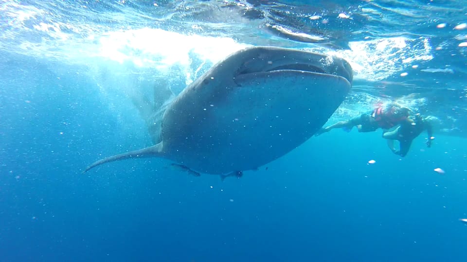 swim with sharks tulum