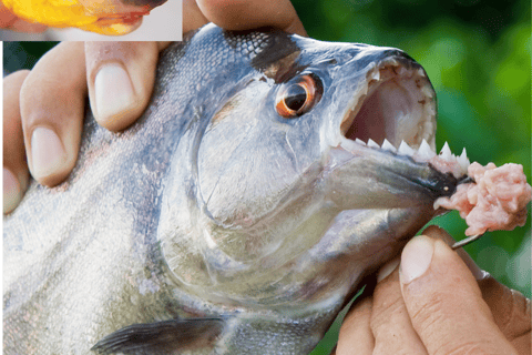 Manaus: Pesca Piranhas