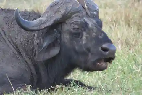 Nairobi national park: Sunrise and Sunset Tours