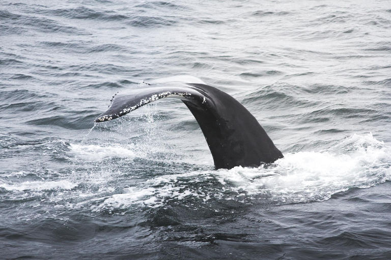 Whale Watching from Akureyri - Small Group Tour (Hjalteyri)