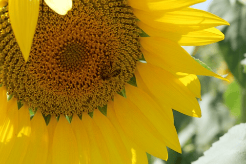 Visite d&#039;une jounée privée au départ d&#039;Avignon