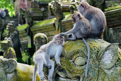 Ubud: Floresta dos macacos, terraço de arroz, templo da água e cascatas