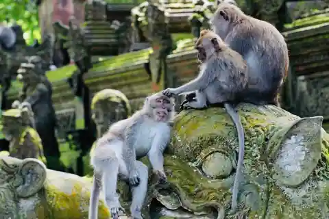 Ubud: Floresta dos macacos, terraço de arroz, templo da água e cascatas