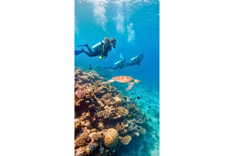 Moalboal : Scuba Diving Sardine Run and Turtle Chasing Scuba Diving: Sardine Run, Turtle Chasing &Pescador Island