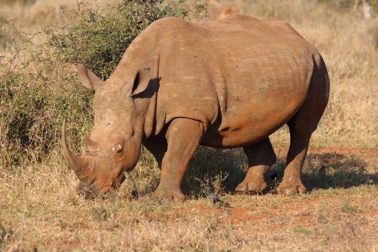 Excursión Privada: Safari Big 5 - Experimenta los animales salvajesExcursión Privada: de Ciudad del Cabo a la Reserva de Caza de Aquila - Big5