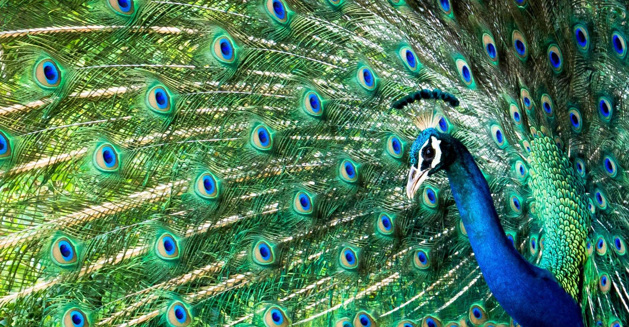 Von Yala ,- Yala National Park Thrilling Halbtages-Safari - Hizvo