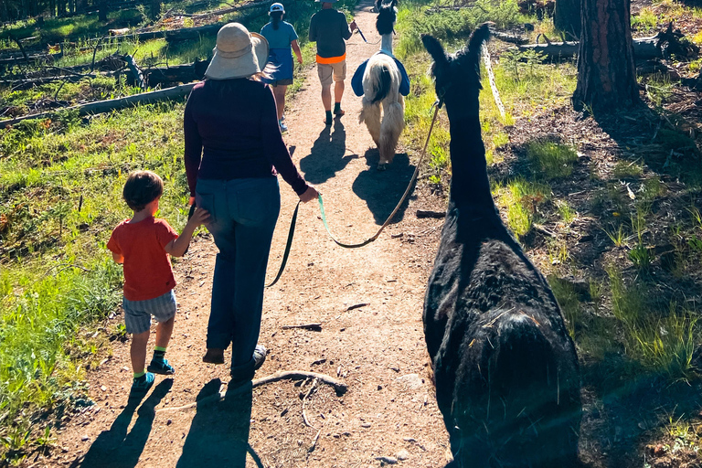 Denver: Llama Hike in the Rocky Mountains