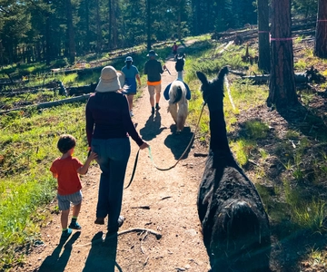Denver: Llama Hike in the Rocky Mountains