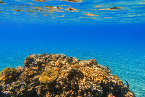 Marsa Alam: Dolphin House Snorkeling Cruise Lunch & Transfer