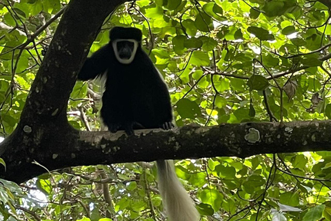 Arusha : Visite du café Materuni avec sources d&#039;eau chaude et déjeuner