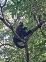 Kanalführung im Nationalpark Tortuguero - Hizvo