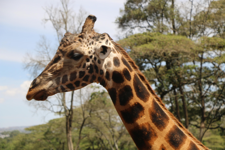 7 giorni di safari urbano e nella savana in Kenya