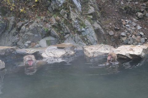 Nagano: Snow Monkey Park Full-Day Guided Private Tour Nagano: Snow Monkey Park Full-Day Guided Tour in Lexus