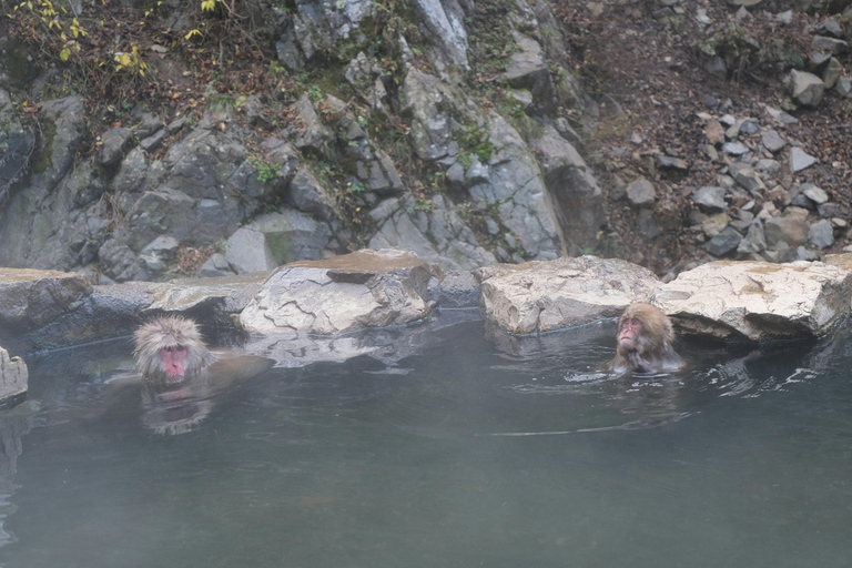 Nagano: Snow Monkey Park Full-Day Guided Private Tour Nagano: Snow Monkey Park Full-Day Guided Tour in Lexus