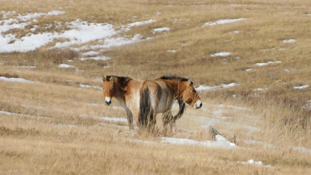 Mongolia: Hustai National Park