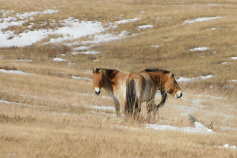 Mongolia: Parque Nacional de Hustai